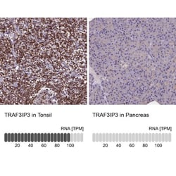 TRAF3IP3 Antibody, Novus Biologicals 0.1mL; Unlabeled:Antibodies, Polyclonal